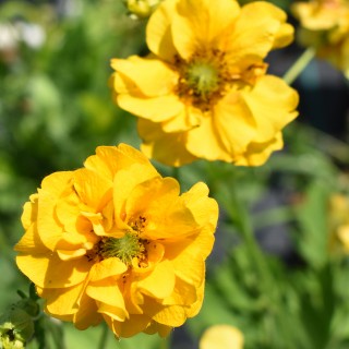 Geum lady Stratheden
