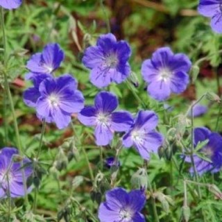 Geranium brookside