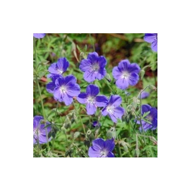 Geranium brookside