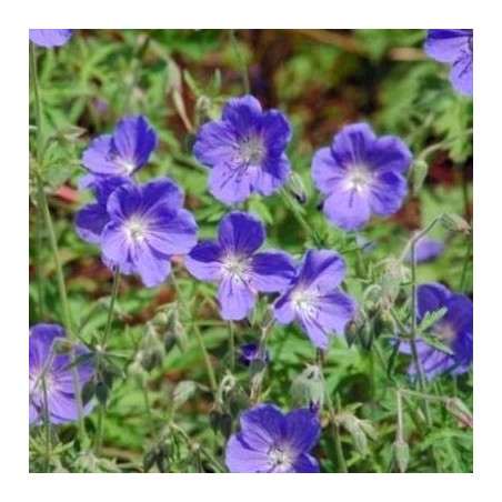 Geranium brookside