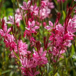 Gaura geyser pink