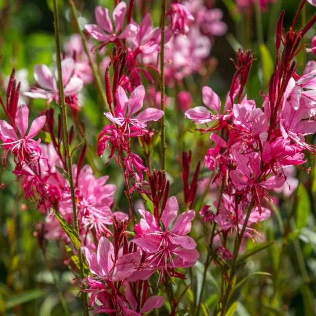 Gaura geyser pink