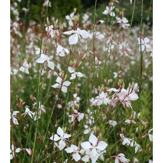 Gaura geyser white