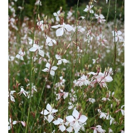 Gaura geyser white