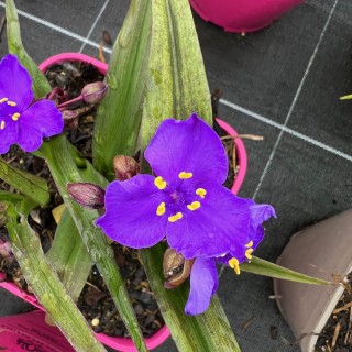 Tradescanthia concord grape