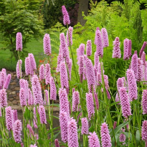 Persicaria bistorta superba