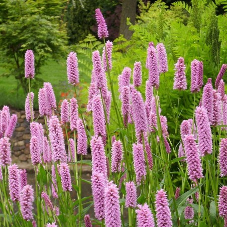 Persicaria bistorta superba