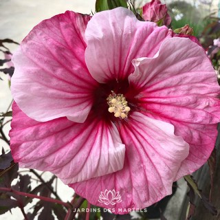 Hibiscus moscheutos Carrousel Pink Candy