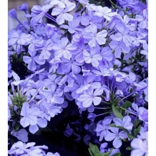 Plumbago auriculata