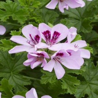 Pelargonium citriodorum
