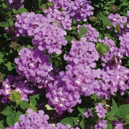 Lantana sellowiana mauve