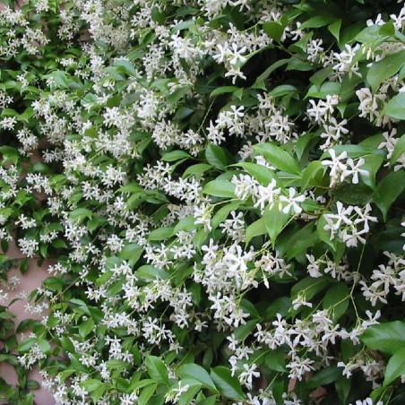 Trachalespermum jasminoides