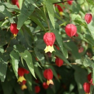 Abutillon megapotanicum