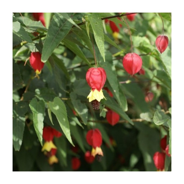 Abutillon megapotanicum