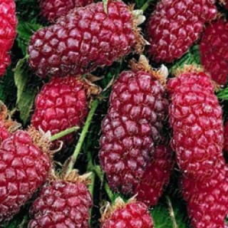 Rubus tayberry