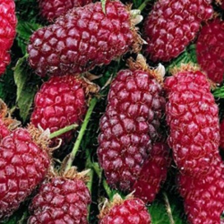 Rubus tayberry