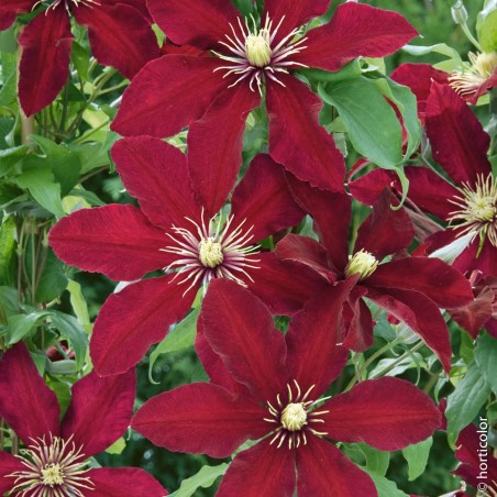 Clematite variée