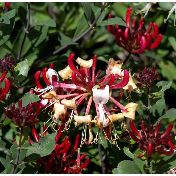 Lonicera periclymenum serotina