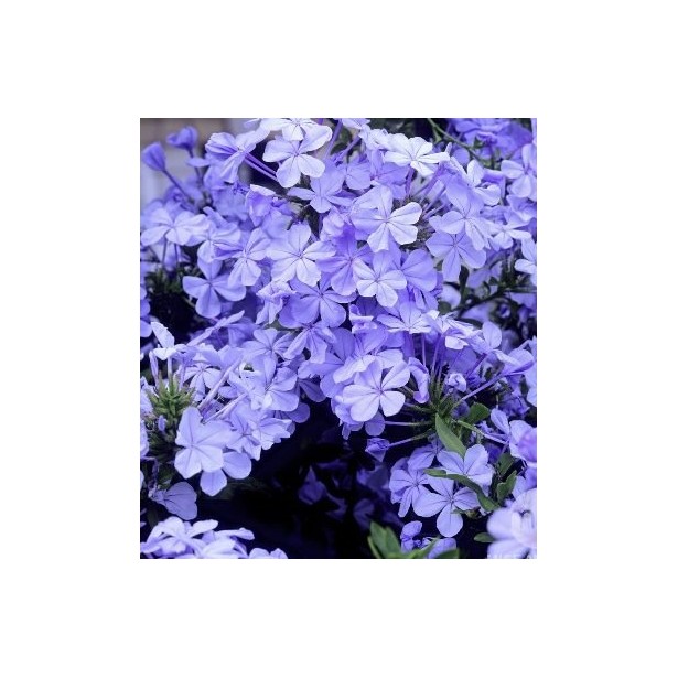 Plumbago auriculata