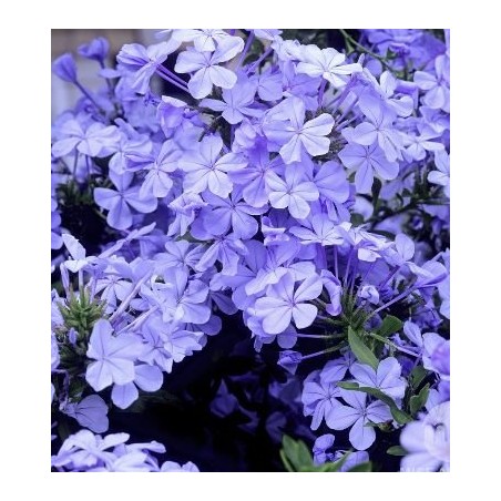 Plumbago auriculata