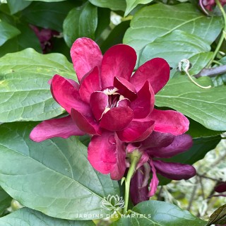 Sinocalycanthus aphrodite