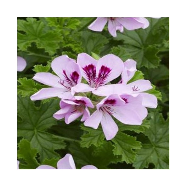Pelargonium citriodorum
