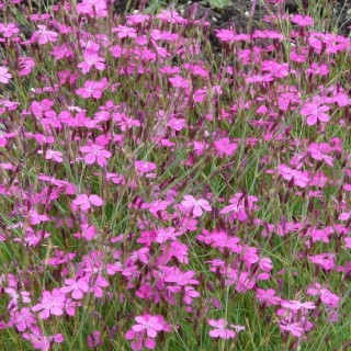 Dianthus deltoides rosea
