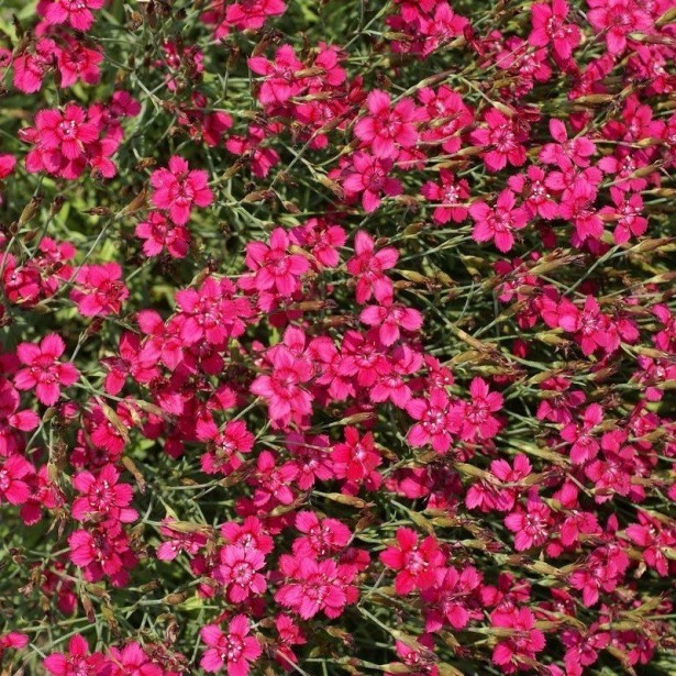 Dianthus deltoides brilliant