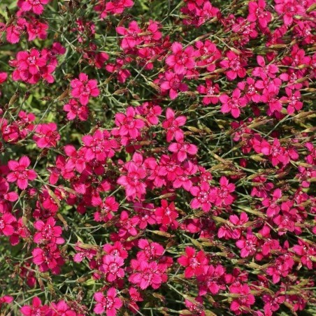 Dianthus deltoides brilliant