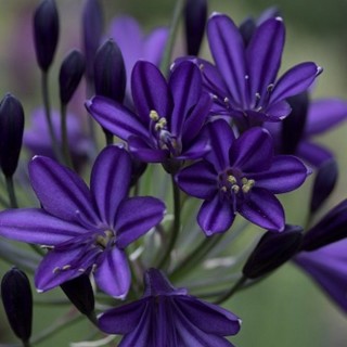 Agapanthus royal velvet