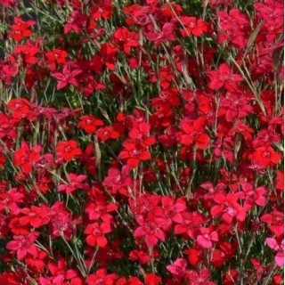 Dianthus deltoides flashing red