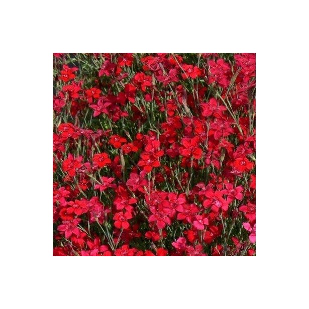 Dianthus deltoides flashing red