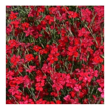 Dianthus deltoides flashing red