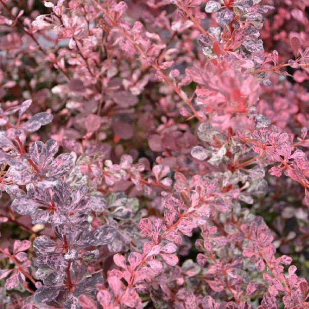 Berberis thunbergii harlequin