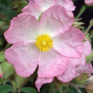Cistus argenteus silver pink