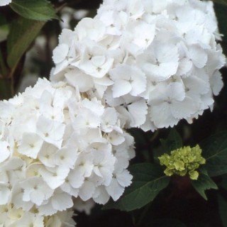 Hydrangea macrophylla Mme Mouillere