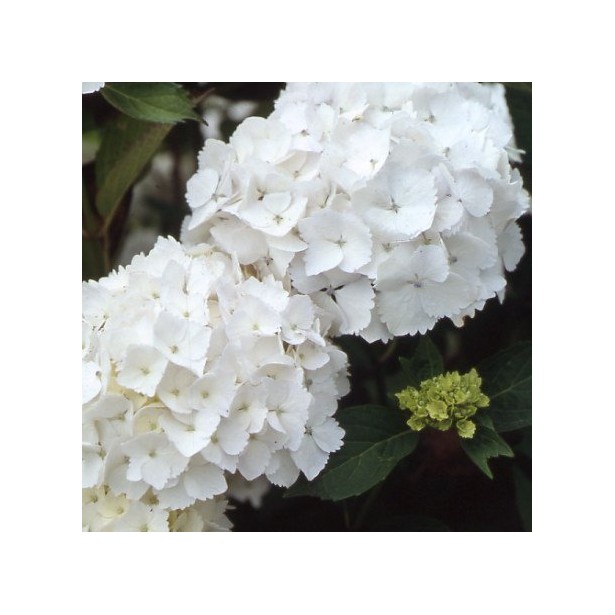Hydrangea macrophylla Mme Mouillere