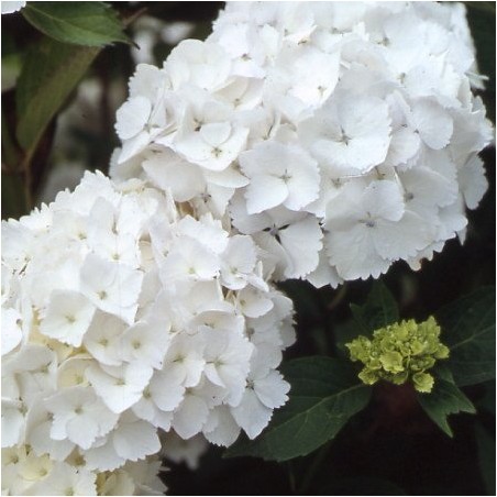 Hydrangea macrophylla Mme Mouillere