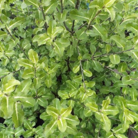 Pittosporum tenuifolium abbotsbury gold