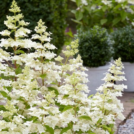 Hydrangea paniculata Confetii