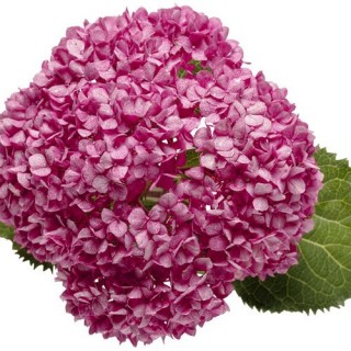 Hydrangea arborescens mauvette