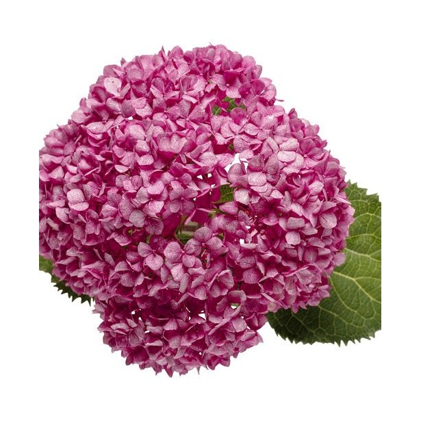 Hydrangea arborescens mauvette