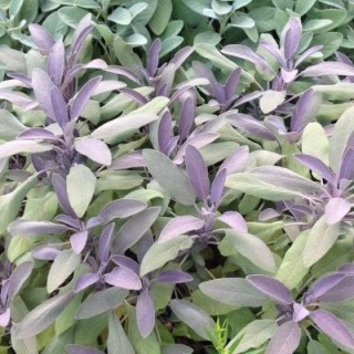 Salvia officinalis purpurea