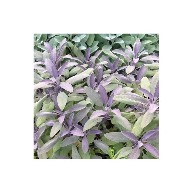 Salvia officinalis purpurea