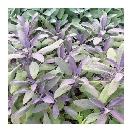 Salvia officinalis purpurea
