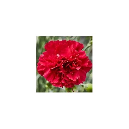 Dianthus red carpet