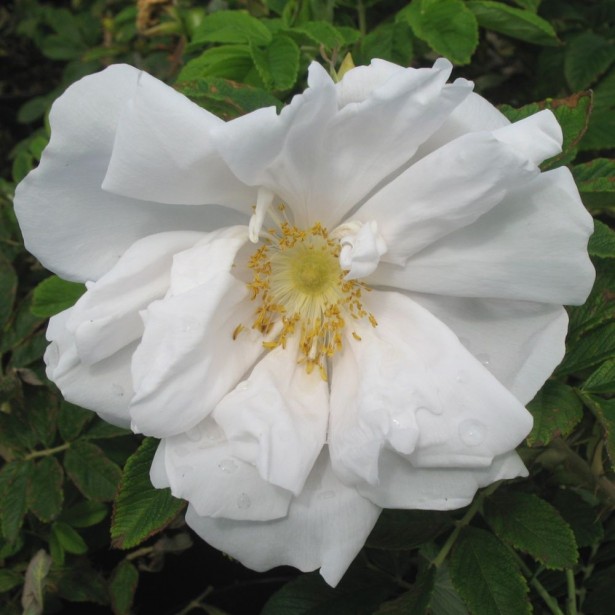 Rosa rugosa white perfection