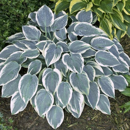 Hosta el nino