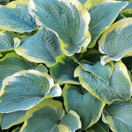 Hosta France williams