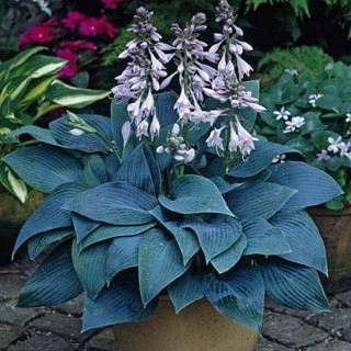 Hosta halcyon